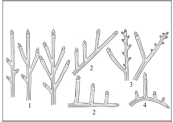 Иллюстрация к книге — Формирование и обрезка садовых деревьев [i_039.jpg]
