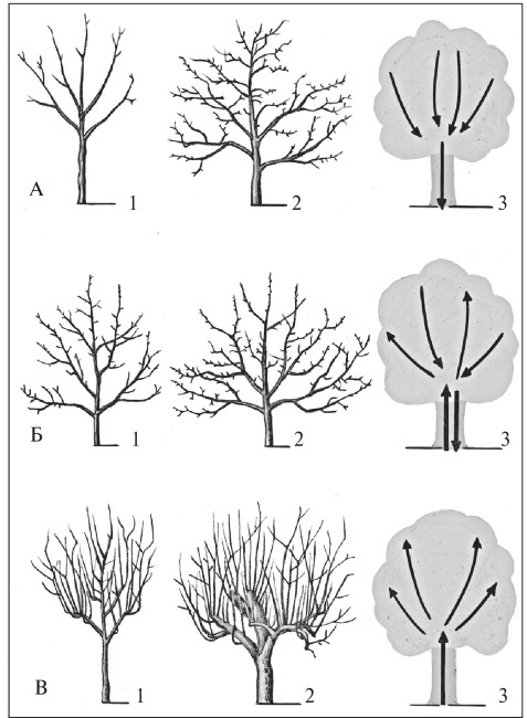 Иллюстрация к книге — Формирование и обрезка садовых деревьев [i_041.jpg]