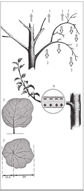 Иллюстрация к книге — Формирование и обрезка садовых деревьев [i_042.jpg]