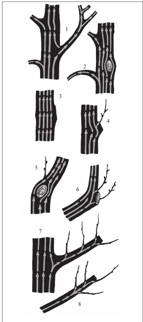 Иллюстрация к книге — Формирование и обрезка садовых деревьев [i_044.jpg]