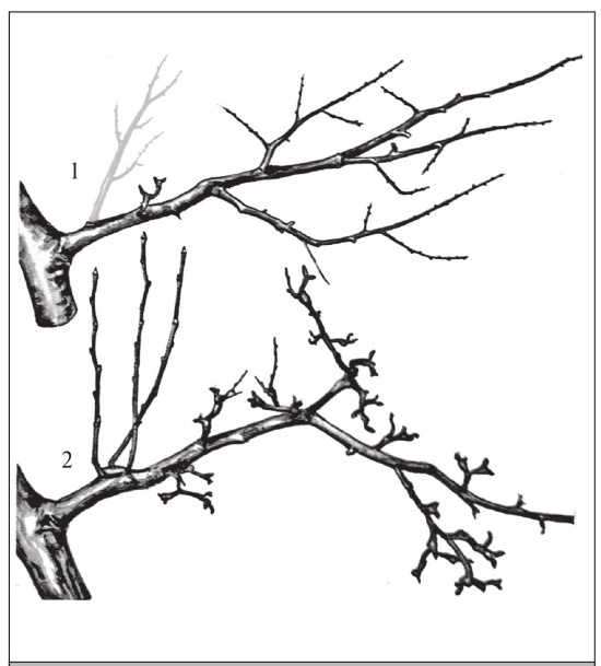 Иллюстрация к книге — Формирование и обрезка садовых деревьев [i_046.jpg]