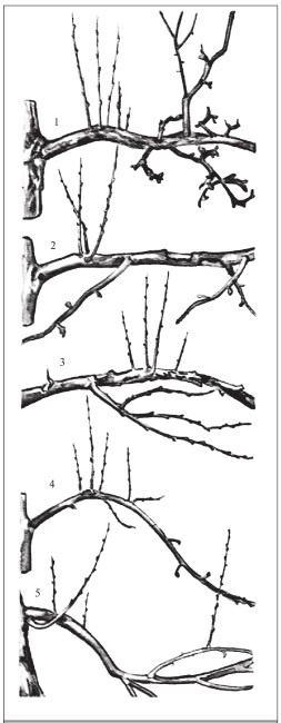 Иллюстрация к книге — Формирование и обрезка садовых деревьев [i_047.jpg]