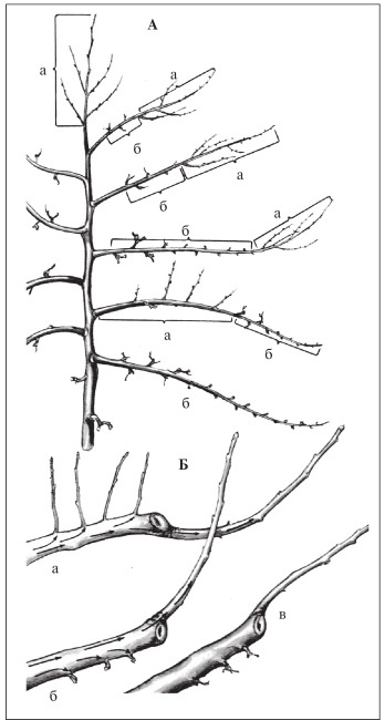 Иллюстрация к книге — Формирование и обрезка садовых деревьев [i_048.jpg]