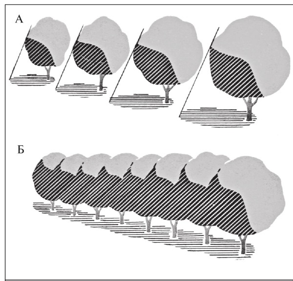 Иллюстрация к книге — Формирование и обрезка садовых деревьев [i_050.jpg]