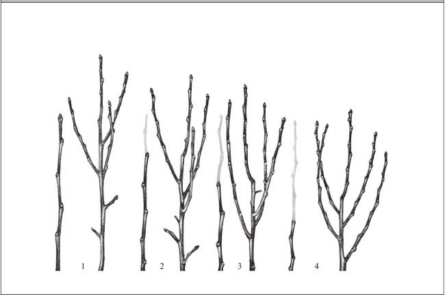 Иллюстрация к книге — Формирование и обрезка садовых деревьев [i_058.jpg]