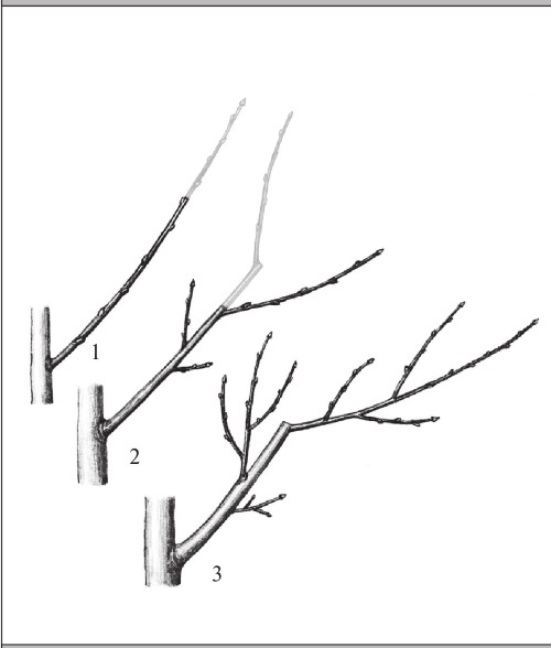 Иллюстрация к книге — Формирование и обрезка садовых деревьев [i_060.jpg]