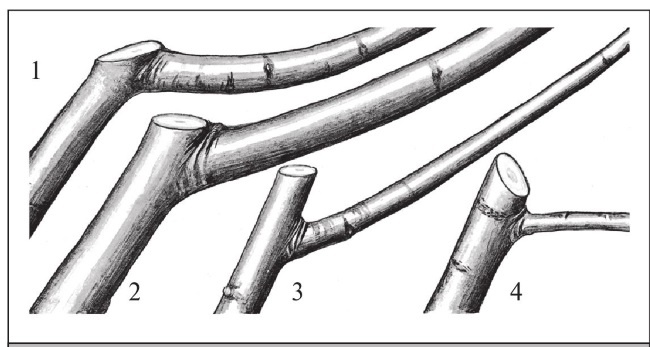 Иллюстрация к книге — Формирование и обрезка садовых деревьев [i_061.jpg]