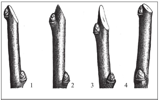 Иллюстрация к книге — Формирование и обрезка садовых деревьев [i_064.jpg]