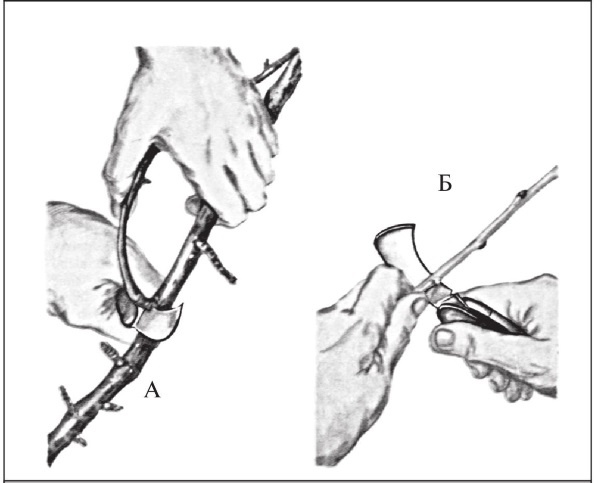 Иллюстрация к книге — Формирование и обрезка садовых деревьев [i_067.jpg]