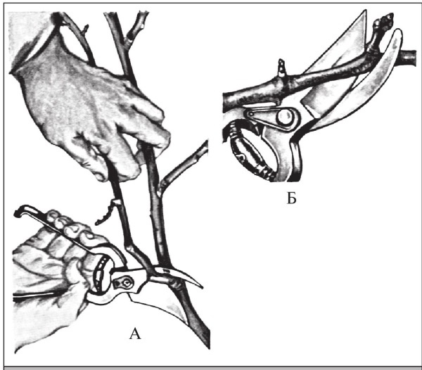 Иллюстрация к книге — Формирование и обрезка садовых деревьев [i_068.jpg]