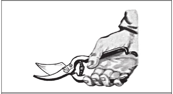 Иллюстрация к книге — Формирование и обрезка садовых деревьев [i_069.jpg]