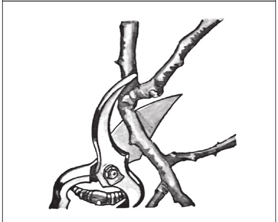 Иллюстрация к книге — Формирование и обрезка садовых деревьев [i_070.jpg]