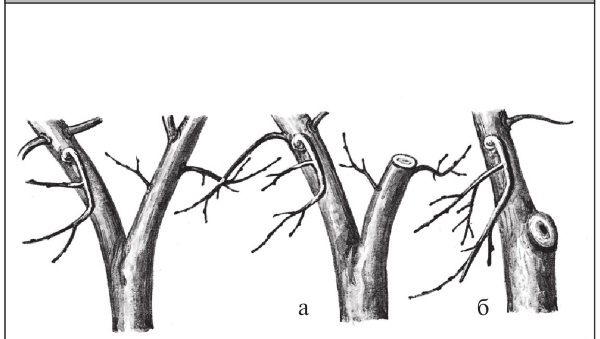 Иллюстрация к книге — Формирование и обрезка садовых деревьев [i_073.jpg]