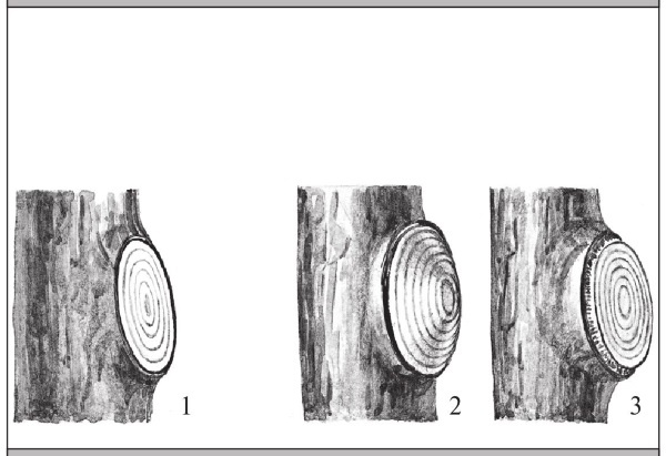 Иллюстрация к книге — Формирование и обрезка садовых деревьев [i_076.jpg]