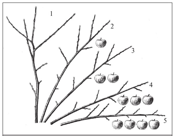 Иллюстрация к книге — Формирование и обрезка садовых деревьев [i_077.jpg]