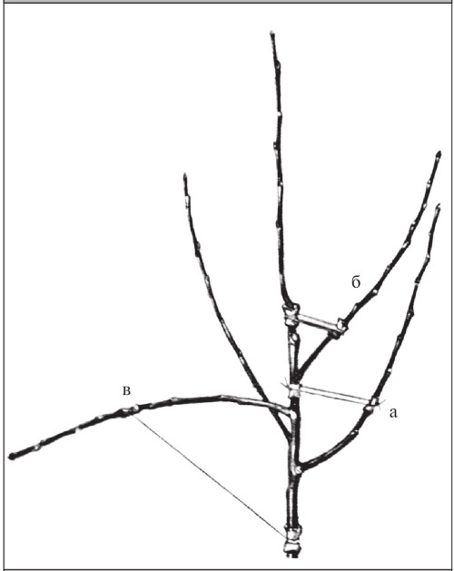 Иллюстрация к книге — Формирование и обрезка садовых деревьев [i_080.jpg]