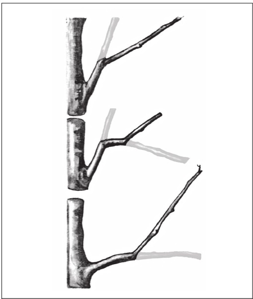Иллюстрация к книге — Формирование и обрезка садовых деревьев [i_081.jpg]