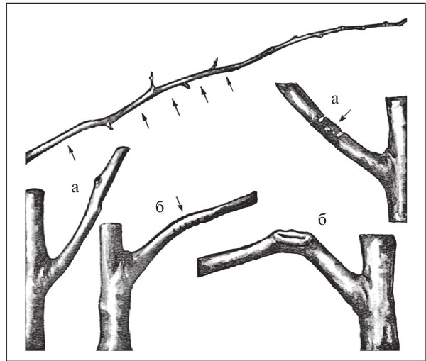 Иллюстрация к книге — Формирование и обрезка садовых деревьев [i_085.jpg]