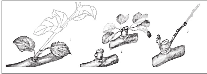 Иллюстрация к книге — Формирование и обрезка садовых деревьев [i_086.jpg]