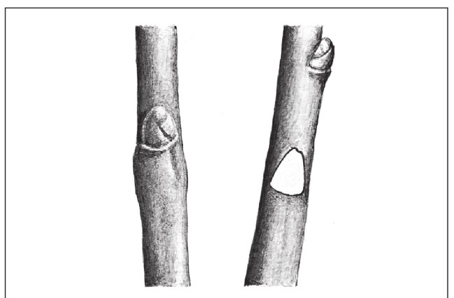 Иллюстрация к книге — Формирование и обрезка садовых деревьев [i_087.jpg]