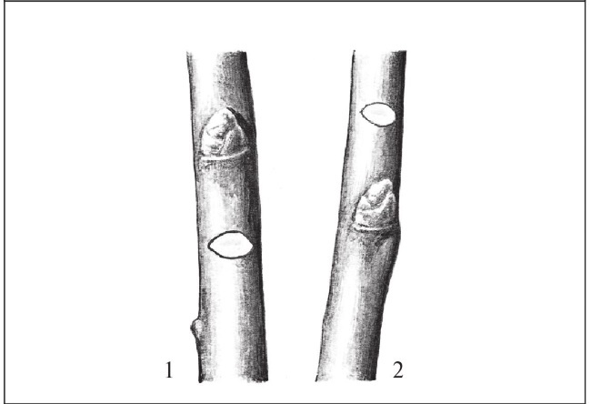 Иллюстрация к книге — Формирование и обрезка садовых деревьев [i_088.jpg]