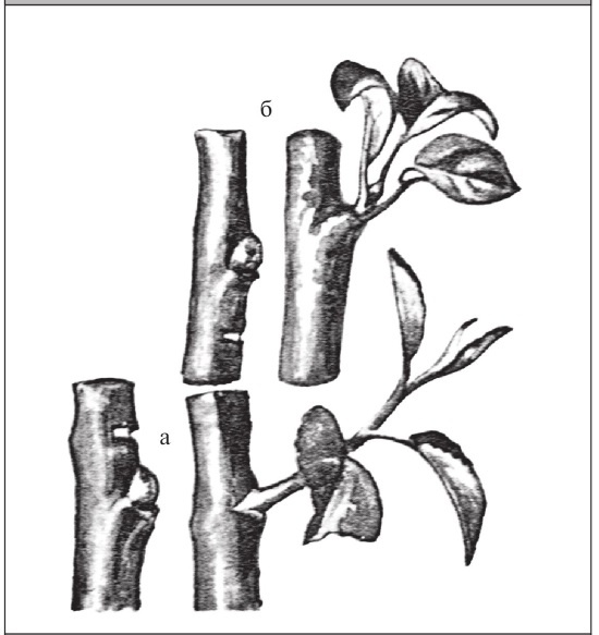 Иллюстрация к книге — Формирование и обрезка садовых деревьев [i_090.jpg]