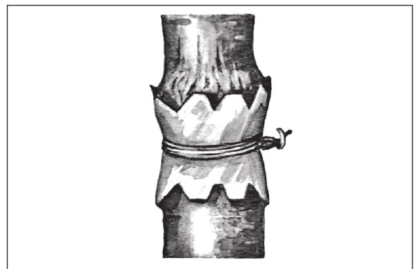 Иллюстрация к книге — Формирование и обрезка садовых деревьев [i_094.jpg]
