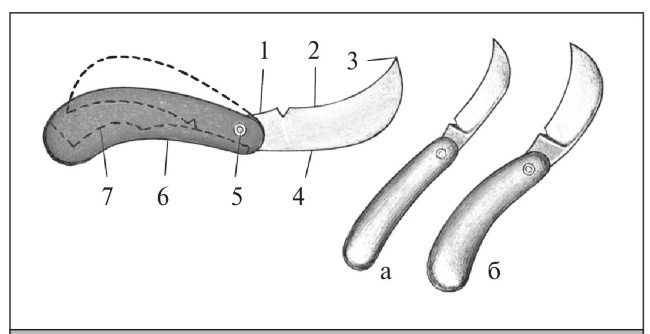Иллюстрация к книге — Формирование и обрезка садовых деревьев [i_097.jpg]