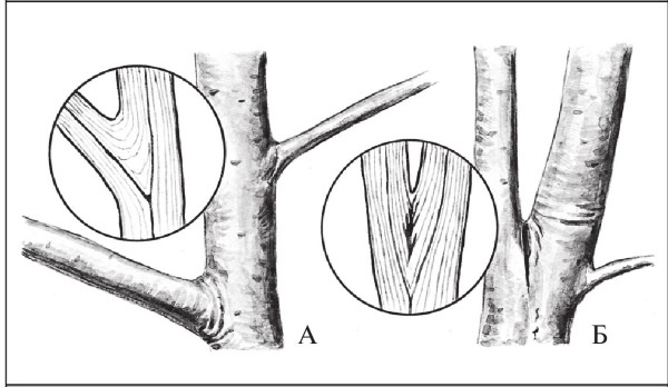 Иллюстрация к книге — Формирование и обрезка садовых деревьев [i_107.jpg]