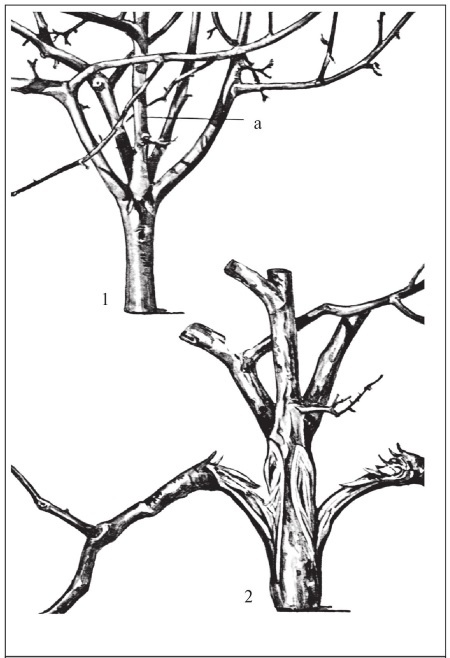 Иллюстрация к книге — Формирование и обрезка садовых деревьев [i_108.jpg]