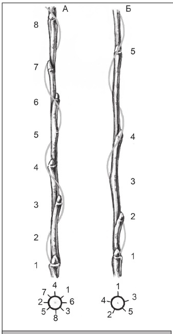 Иллюстрация к книге — Формирование и обрезка садовых деревьев [i_109.jpg]