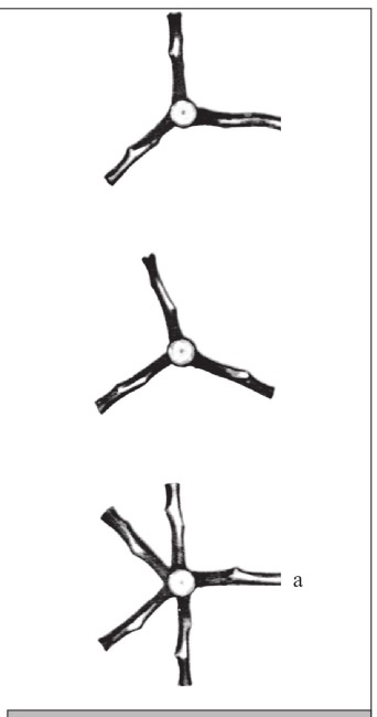 Иллюстрация к книге — Формирование и обрезка садовых деревьев [i_111.jpg]