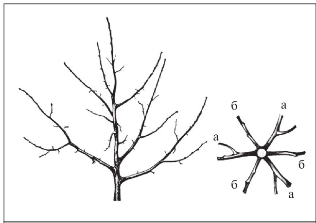 Иллюстрация к книге — Формирование и обрезка садовых деревьев [i_112.jpg]