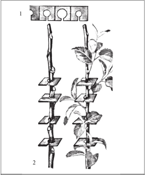 Иллюстрация к книге — Формирование и обрезка садовых деревьев [i_116.jpg]