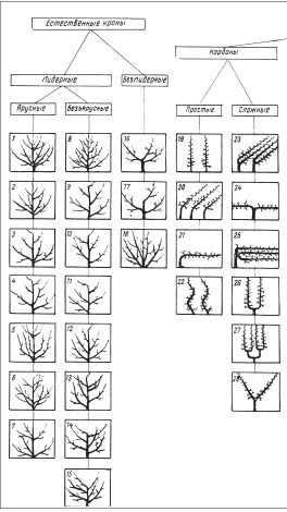 Иллюстрация к книге — Формирование и обрезка садовых деревьев [i_118.jpg]