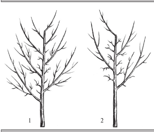 Иллюстрация к книге — Формирование и обрезка садовых деревьев [i_124.jpg]