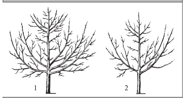 Иллюстрация к книге — Формирование и обрезка садовых деревьев [i_125.jpg]