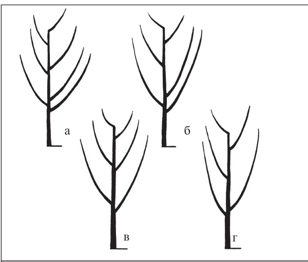 Иллюстрация к книге — Формирование и обрезка садовых деревьев [i_126.jpg]