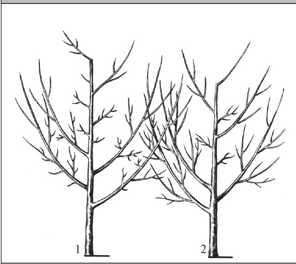 Иллюстрация к книге — Формирование и обрезка садовых деревьев [i_127.jpg]