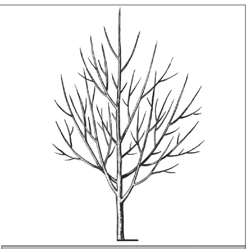 Иллюстрация к книге — Формирование и обрезка садовых деревьев [i_129.jpg]