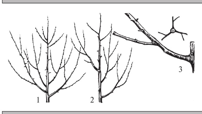 Иллюстрация к книге — Формирование и обрезка садовых деревьев [i_130.jpg]