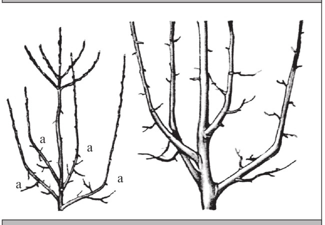 Иллюстрация к книге — Формирование и обрезка садовых деревьев [i_131.jpg]