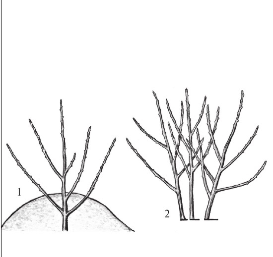 Иллюстрация к книге — Формирование и обрезка садовых деревьев [i_133.jpg]