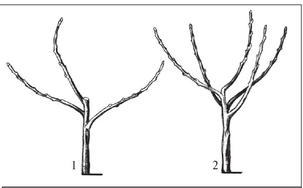 Иллюстрация к книге — Формирование и обрезка садовых деревьев [i_134.jpg]