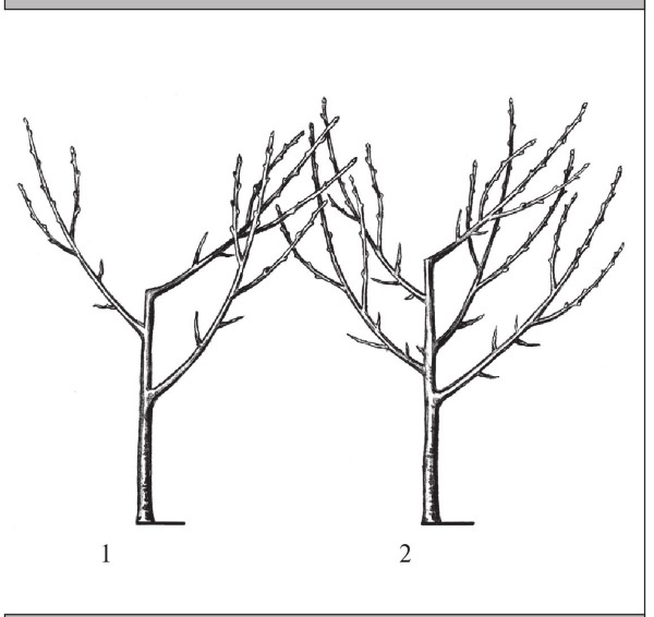 Иллюстрация к книге — Формирование и обрезка садовых деревьев [i_135.jpg]