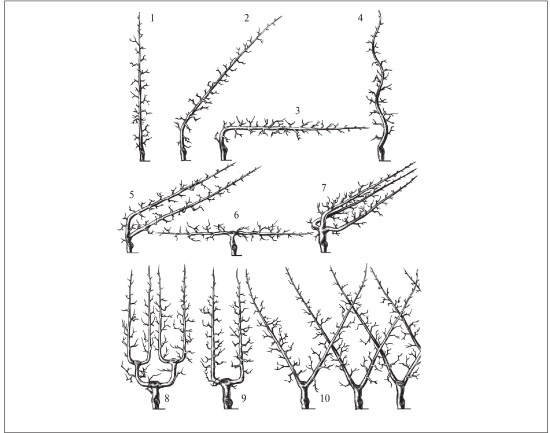 Иллюстрация к книге — Формирование и обрезка садовых деревьев [i_140.jpg]