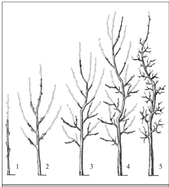 Иллюстрация к книге — Формирование и обрезка садовых деревьев [i_141.jpg]