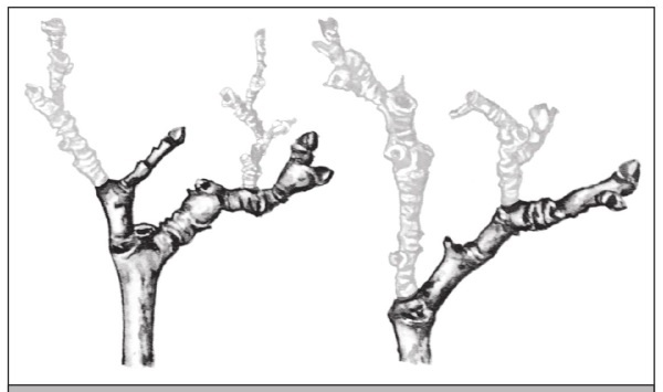 Иллюстрация к книге — Формирование и обрезка садовых деревьев [i_146.jpg]