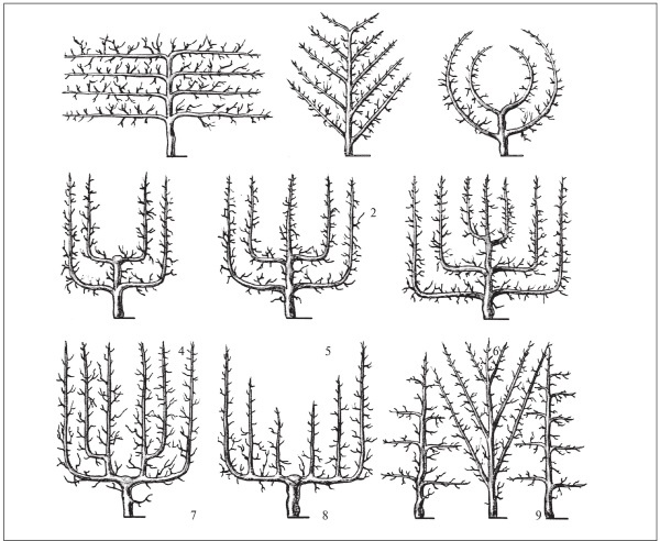 Иллюстрация к книге — Формирование и обрезка садовых деревьев [i_147.jpg]