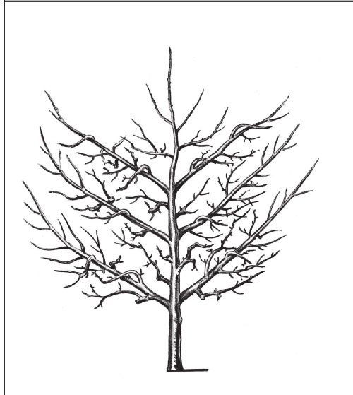 Иллюстрация к книге — Формирование и обрезка садовых деревьев [i_150.jpg]